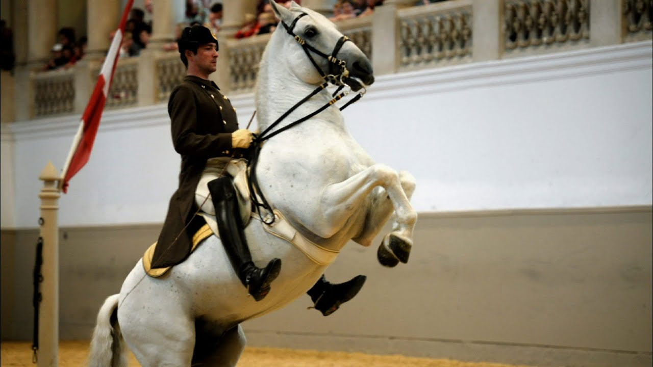 Lipizzaner Horses